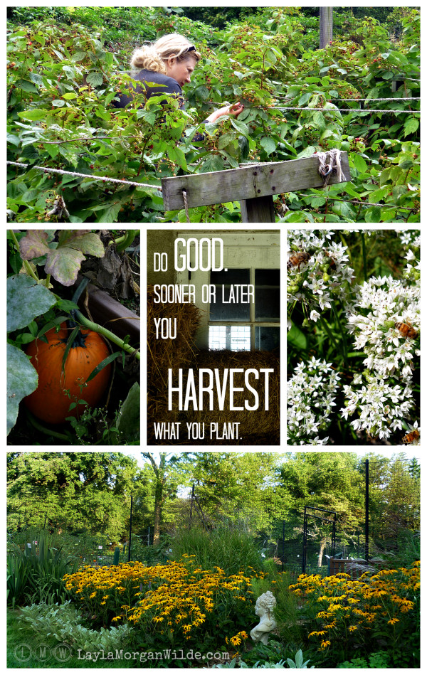 What Will You Harvest This Week?