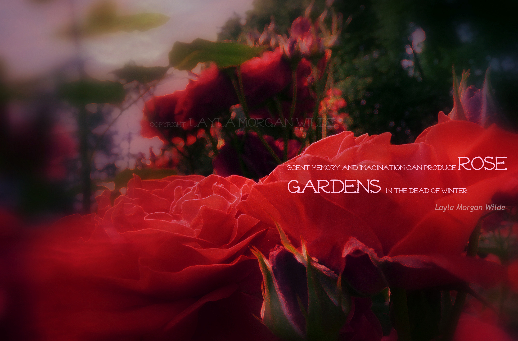 rose-garden-winter-quote