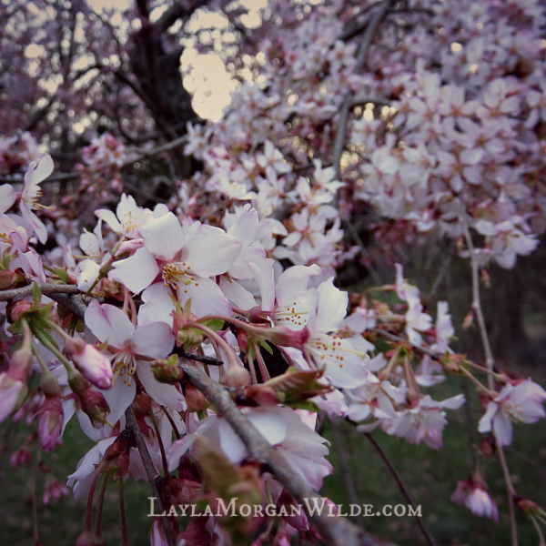 cherry_blossom