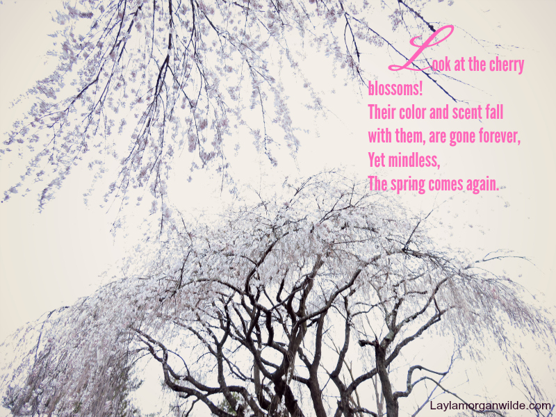 zen_poem_cherry_blossoms