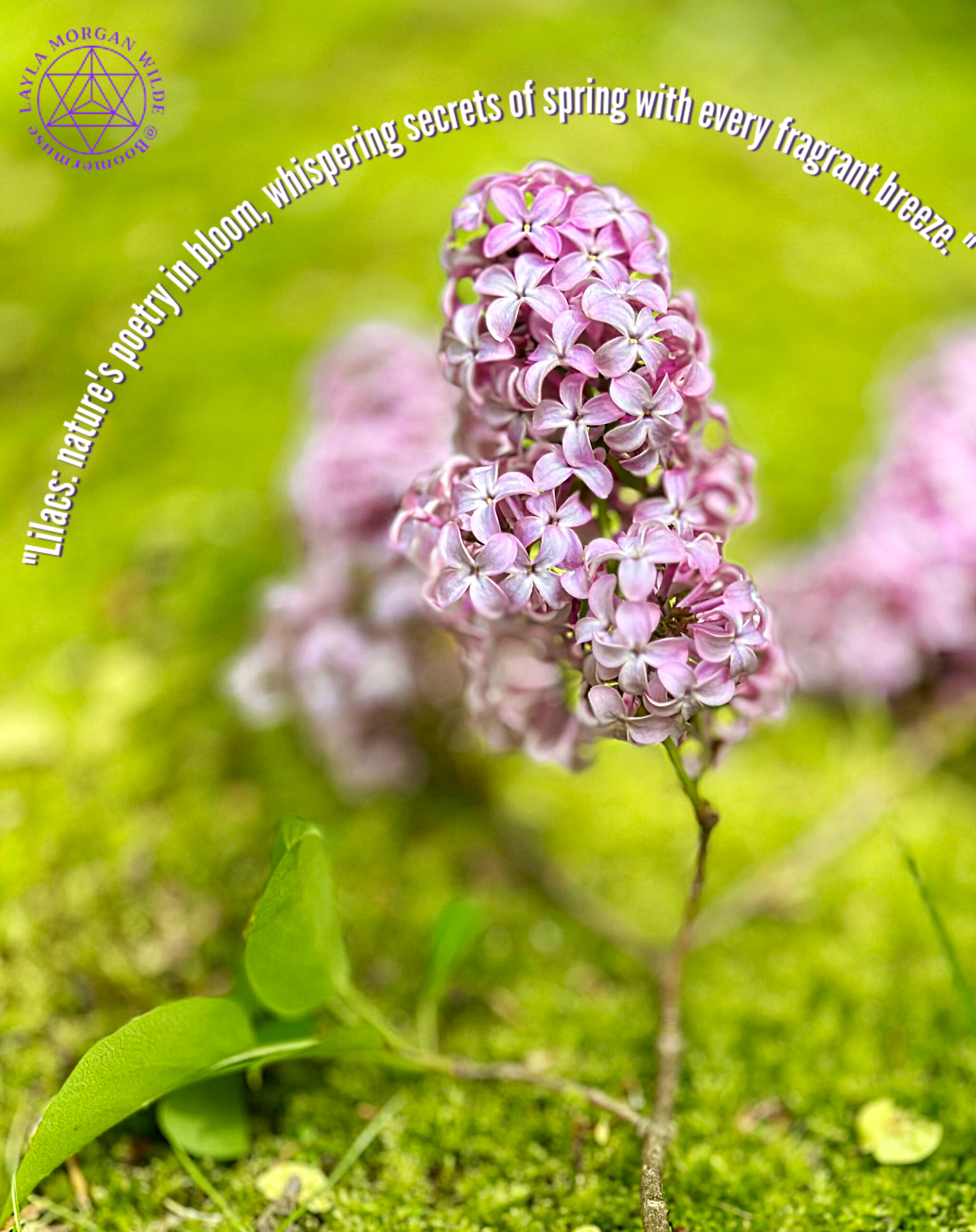 lilac tree blossom quote