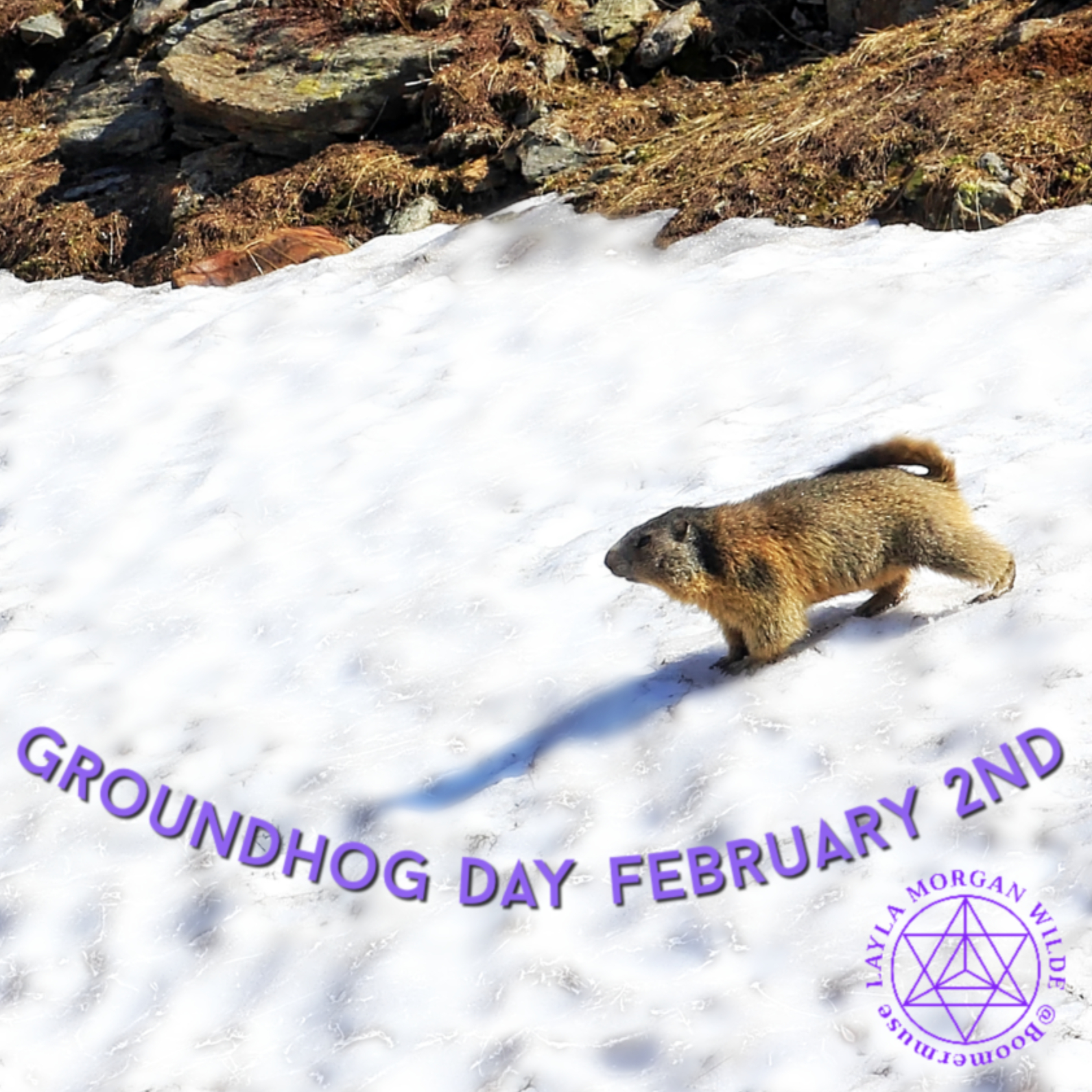 Groundhog sees his shadow 