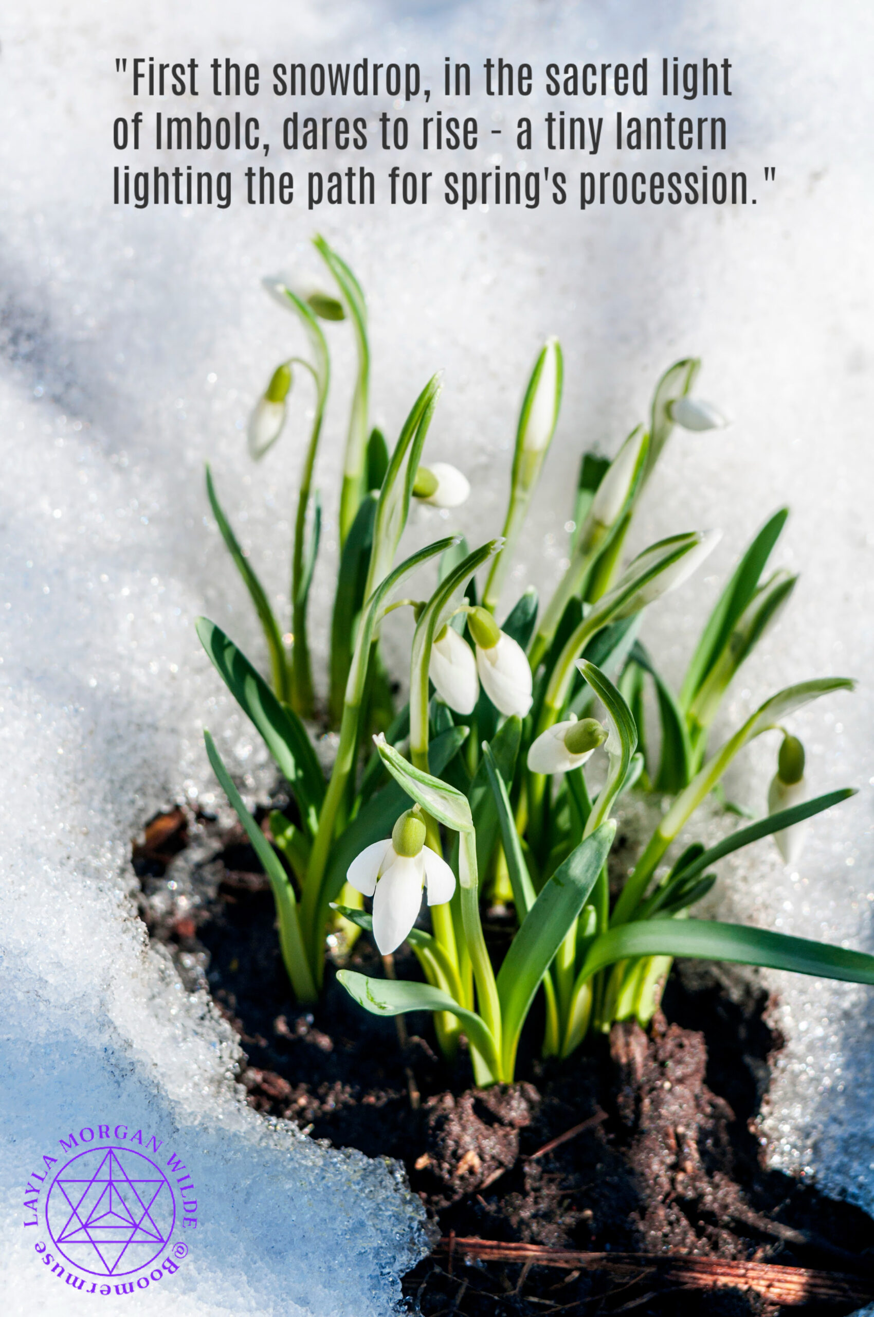 Snowdrops Imbolc