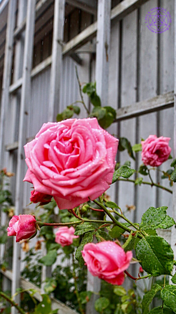 Roses in June