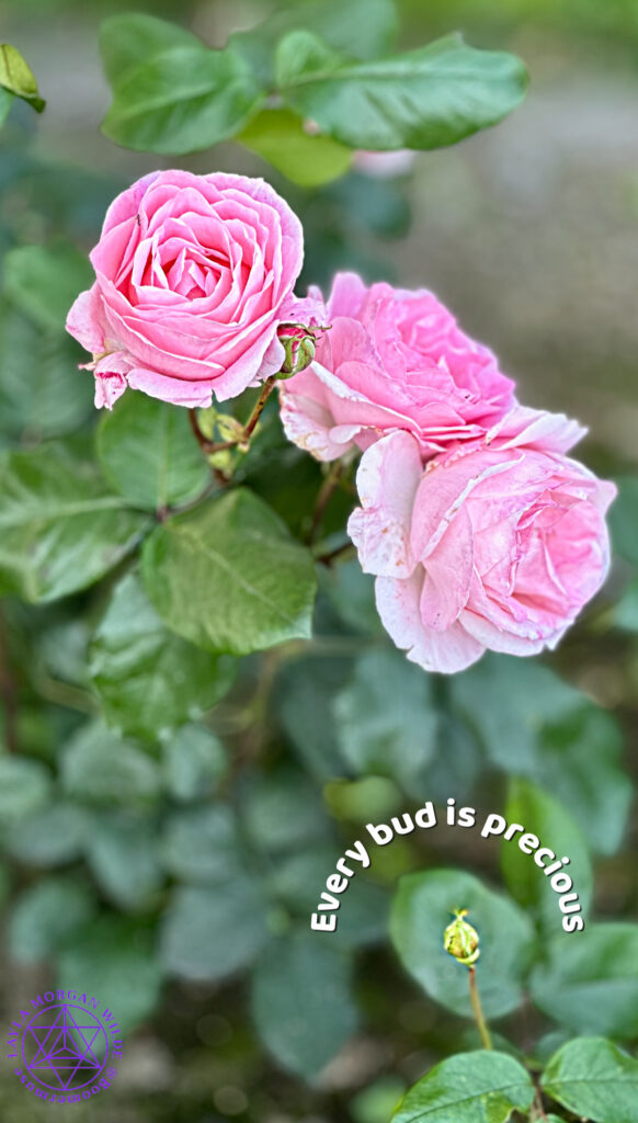 Quotes about roses