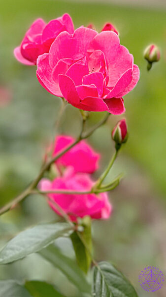 Roses in June 