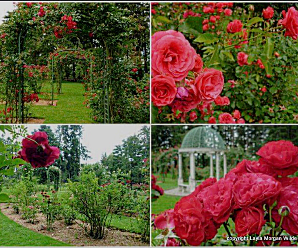 Rose Garden Lyndhurst, New York