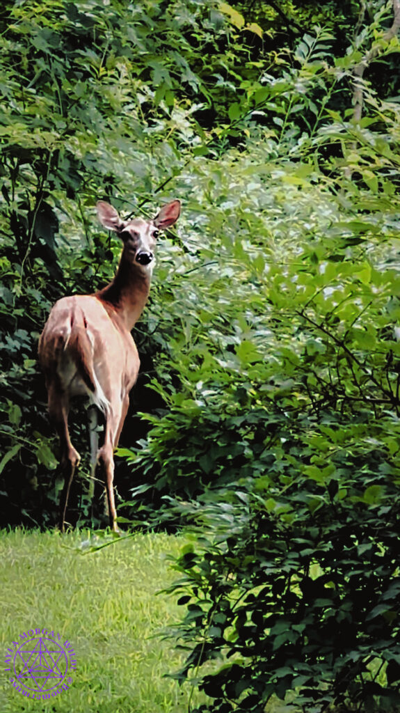 Whitetail deer in garden
