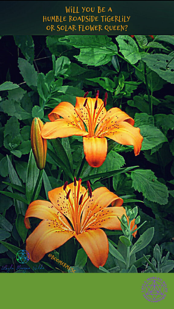 Orange day lilies