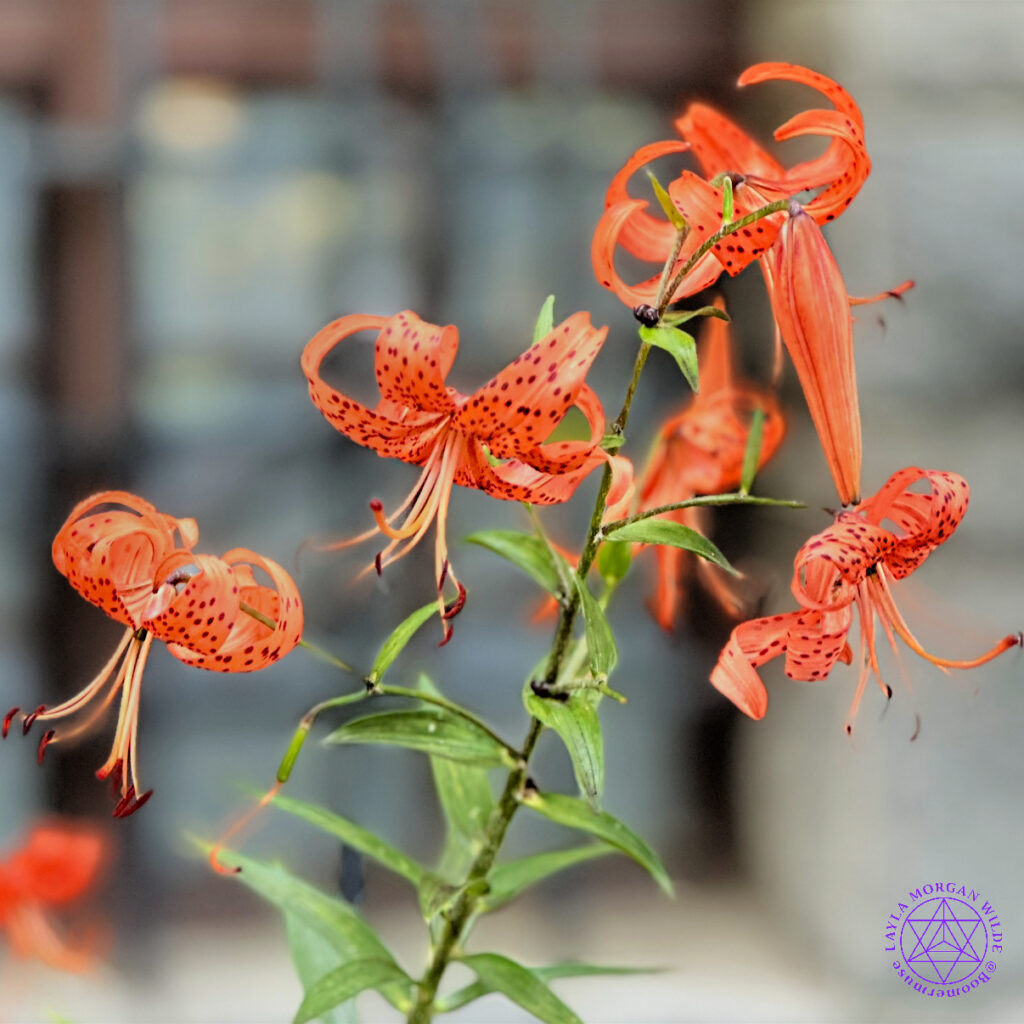 Tiger lilies