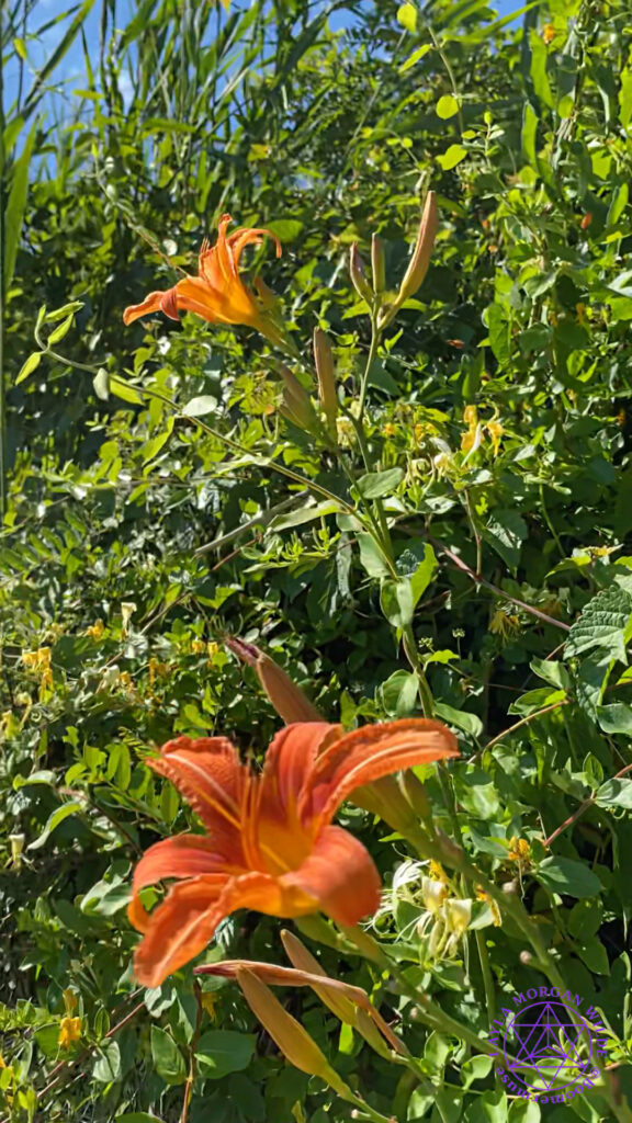 Wild tiger lilies