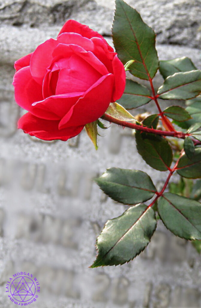 Rose on gravestone