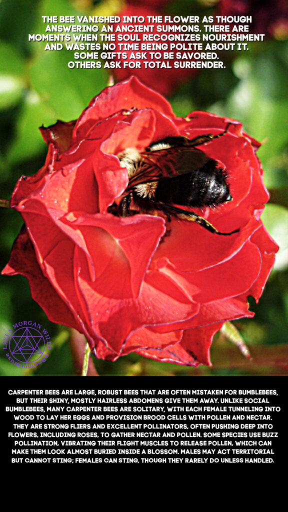 Carpenter bee inside flower