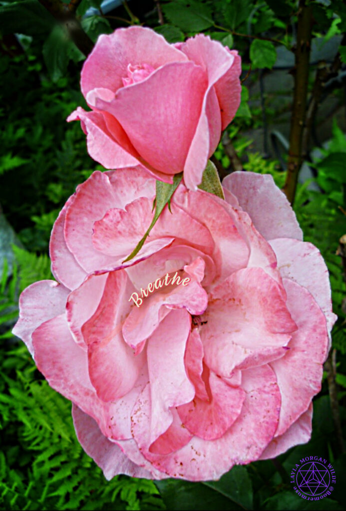 Stop and smell the roses