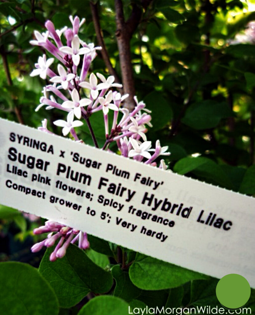 Sugar plum fairy lilacs