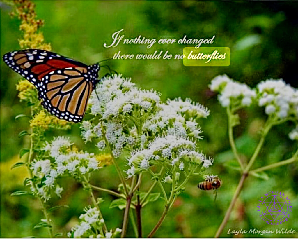 Butterfly quote
