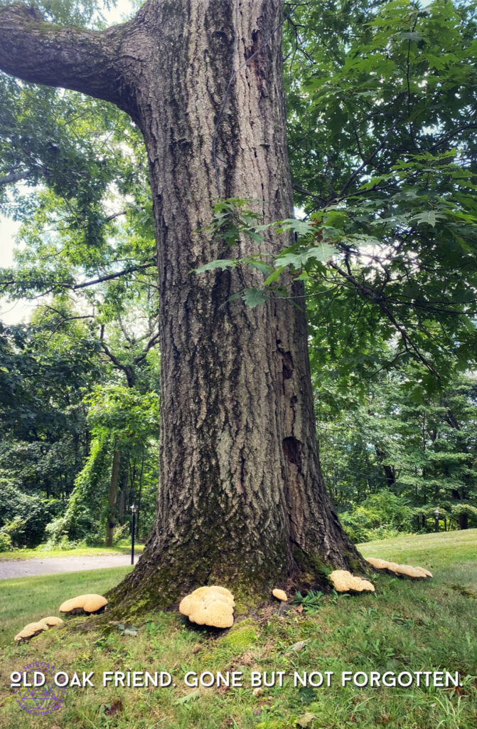 Old oak tree