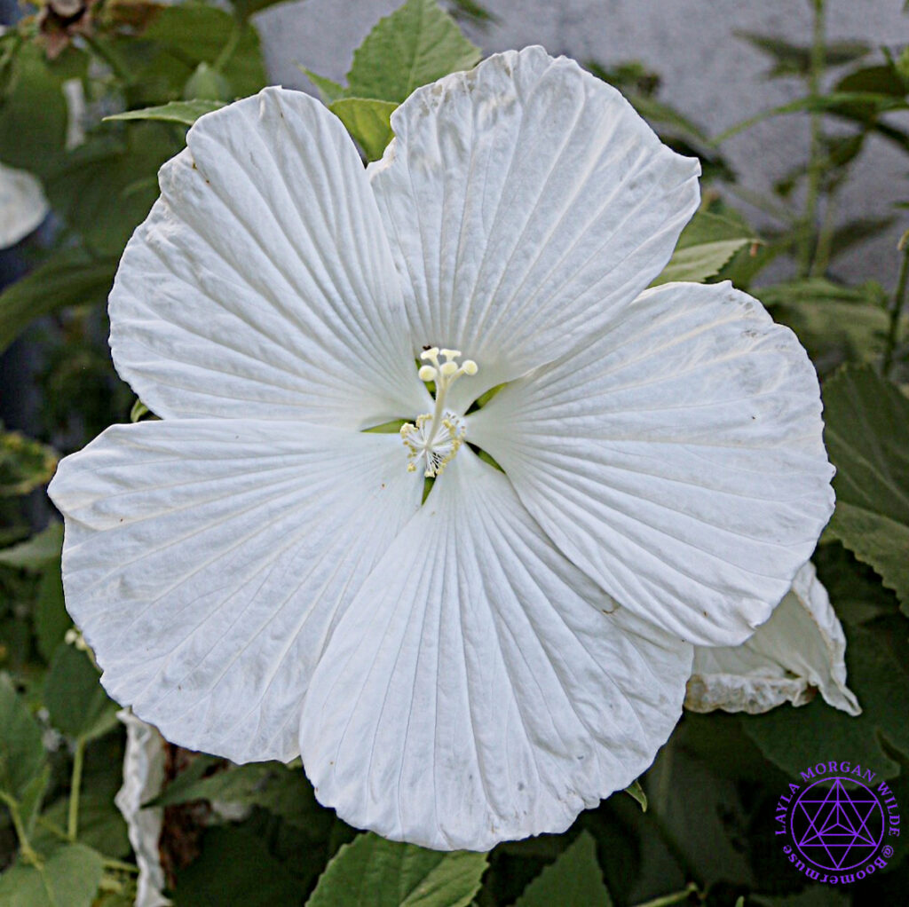 Moonflower flower 