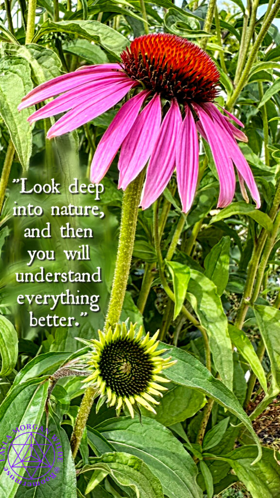 Echinacea quote