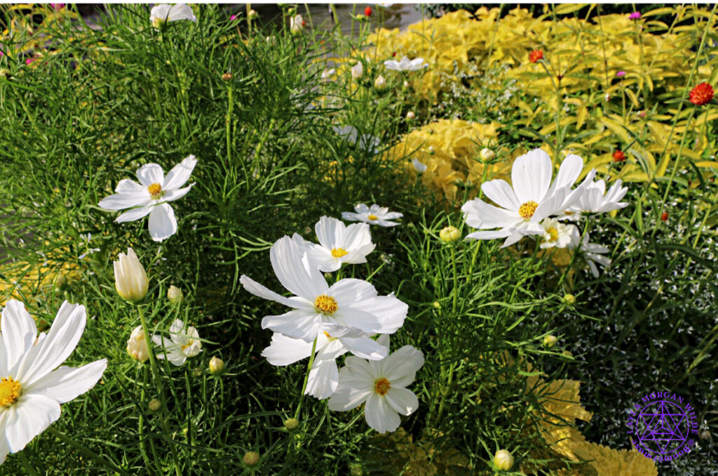 Flower garden